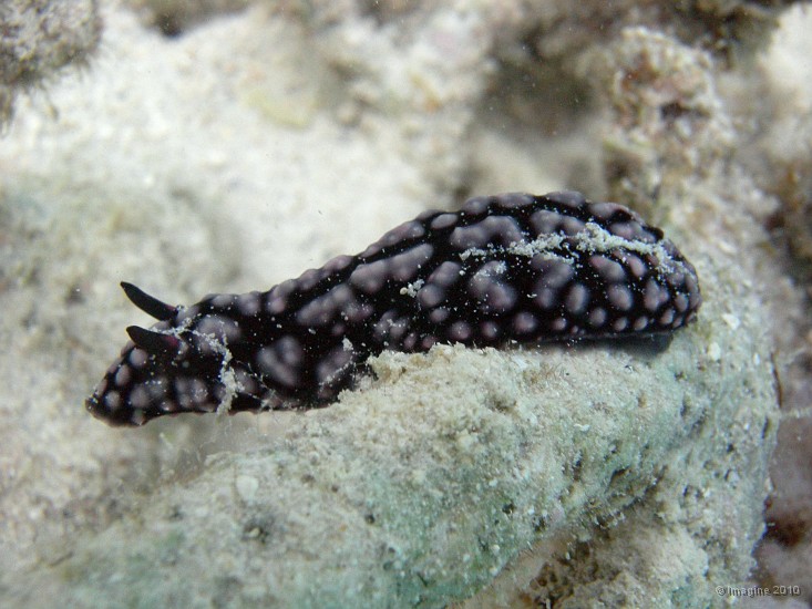 71- Nudibranche Phyllidiella pustulosa 8cm environ - Ilot Mato.JPG